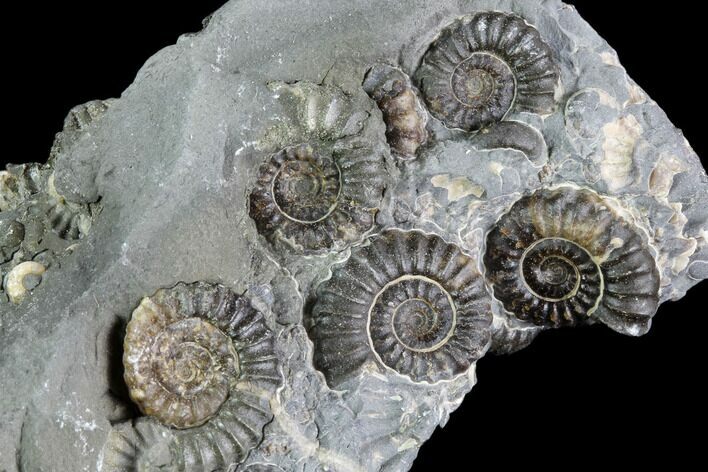 Ammonite Fossil Cluster - Marston Magna Marble #86243
